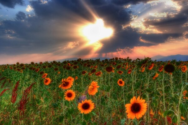 Feld mit Blumen auf Sonnenuntergang Hintergrund