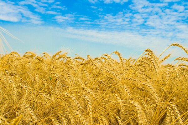 Campo de trigo de la naturaleza en el disparo macro de espigas de trigo