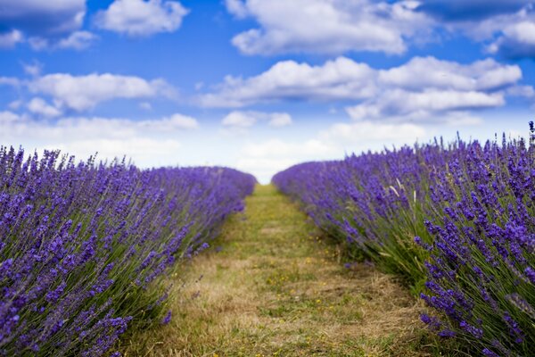 Bright purple lavender field