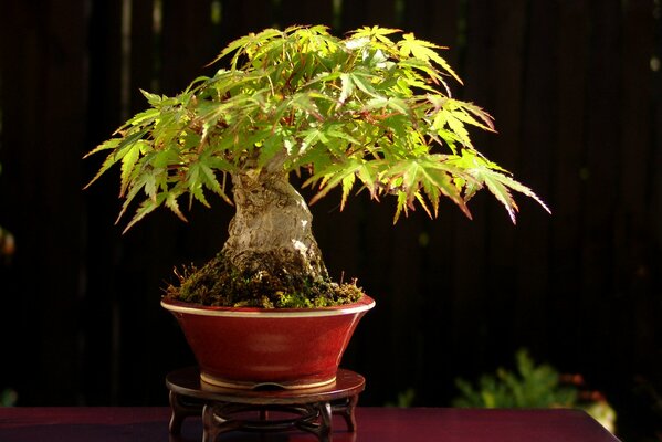 Japanese bonsai on a dark wooden table