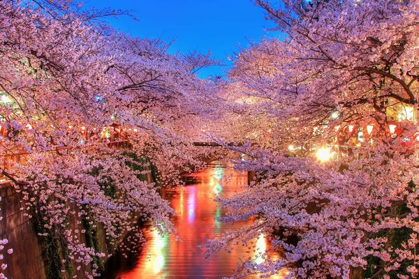 Alberi in fiore e un fiume calmo