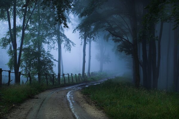 An unknown road in a foggy forest