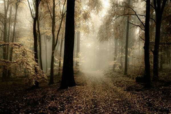 The road through the forest, fog