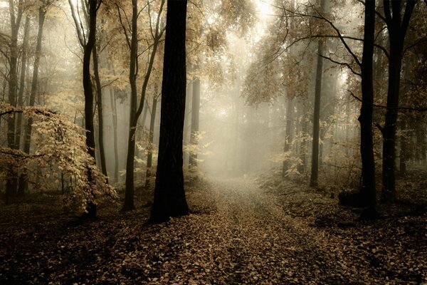 Strada attraverso la foresta, nebbia