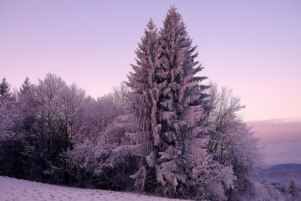 Snow-covered trees on a hill on a winter morning