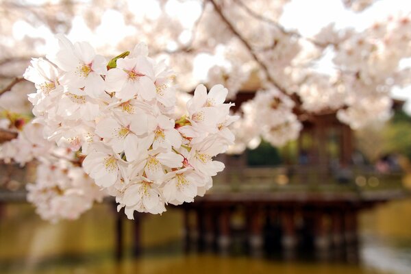 Spring flowering branch and petals