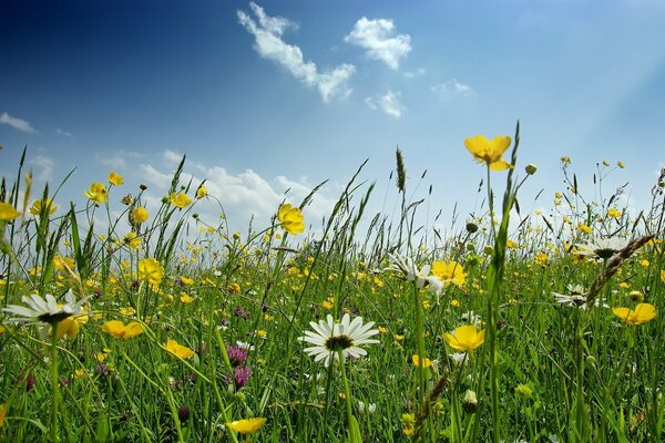 Clairière avec des fleurs sur fond de ciel bleu