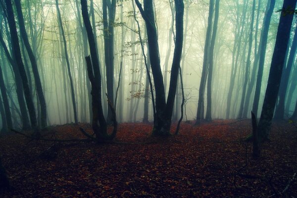 Brouillard dans la forêt, la nature plaît à l œil