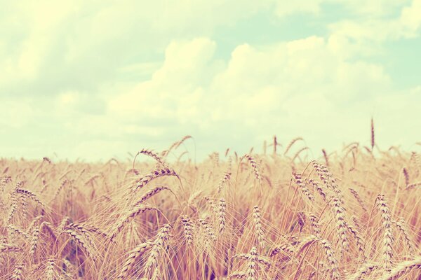 Blue sky. Wheat Field