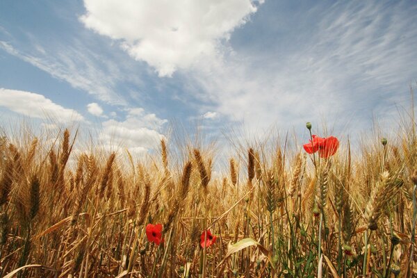 Poppies and wheat, a riot of summer colors against the sky