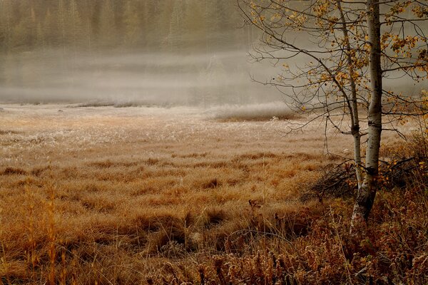 Paesaggio autunnale di una mattina nebbiosa