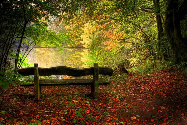 Bellissimo parco con panchina e foglie cadute