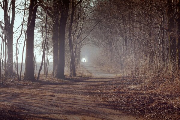 Sentier dans la forêt, lumière au bout du sentier