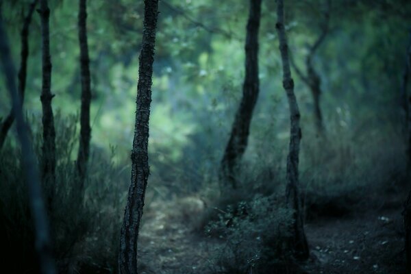 Naturaleza bosque y troncos y corteza