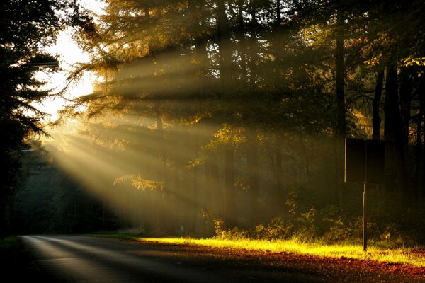 Mañana en el bosque, la naturaleza despierta