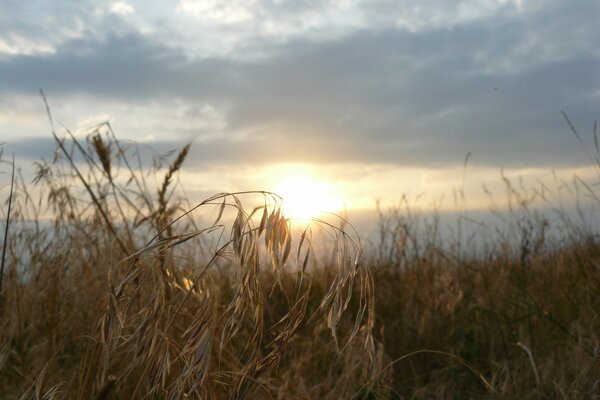 AMANECER EN EL CAMPO DONDE CRECEN LAS ESPIGAS