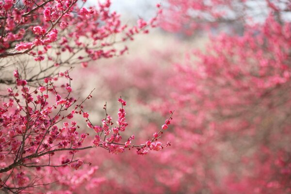 A branch of blooming red sakura