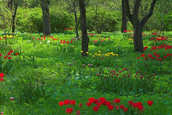 Tulpen und Baumstämme Garten im Frühling