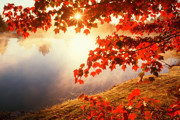 Осенний день. Солнце на против листьев
