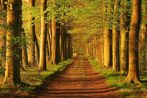 Lange Gasse und grüner Wald