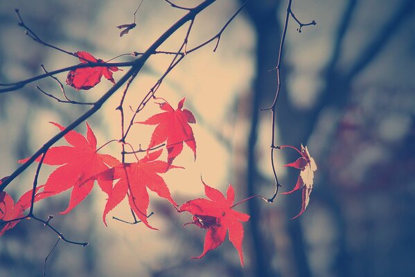 Ramo con foglie rosse in autunno