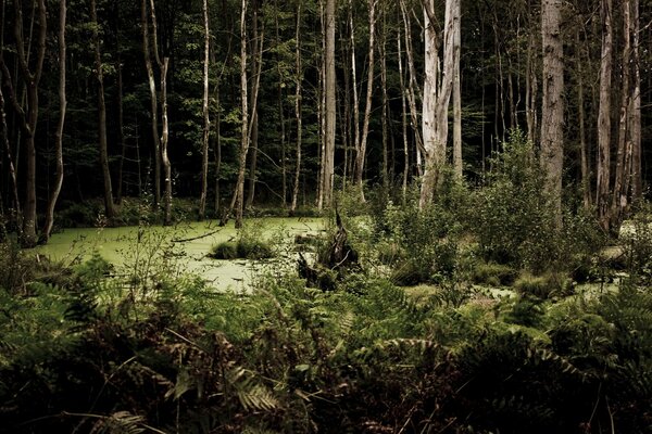 Un pantano espeluznante en medio de un bosque oscuro