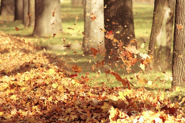 Herbstluft Blätter und Wind