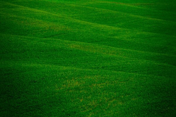 Зелёная травка на огромном поле