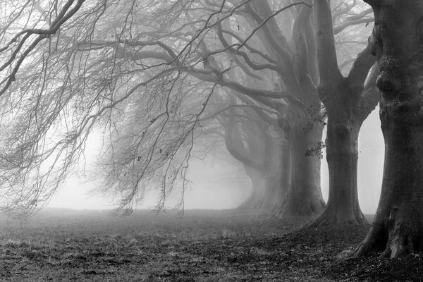 Grey forest. Century-old trees