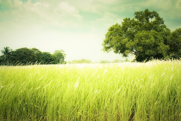 Champ avec de l herbe verte et des arbres