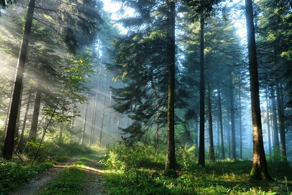 The road in the forest, the light of the sun