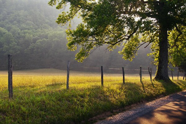 Natura dai toni verdi con i raggi del sole