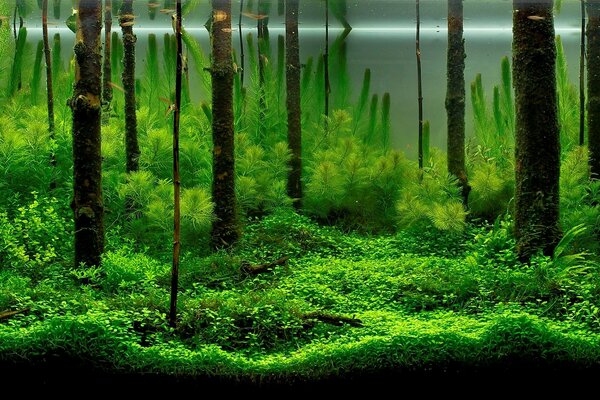 The unusual beauty of aquarium algae