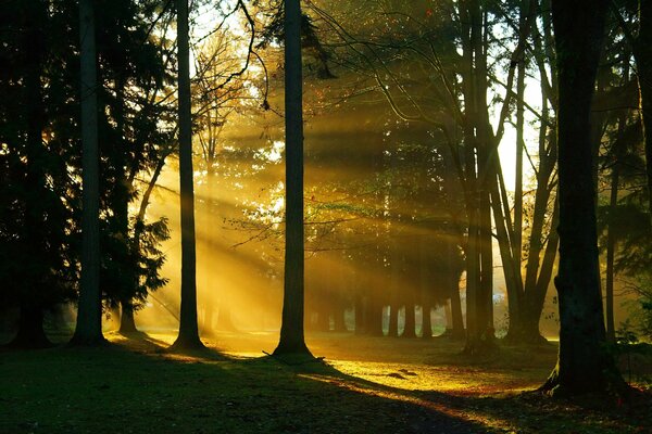 La lumière du jour traverse les arbres