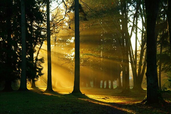 La luce del giorno si fa strada tra gli alberi