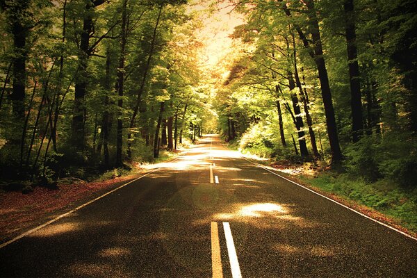 El camino entre los árboles en el bosque