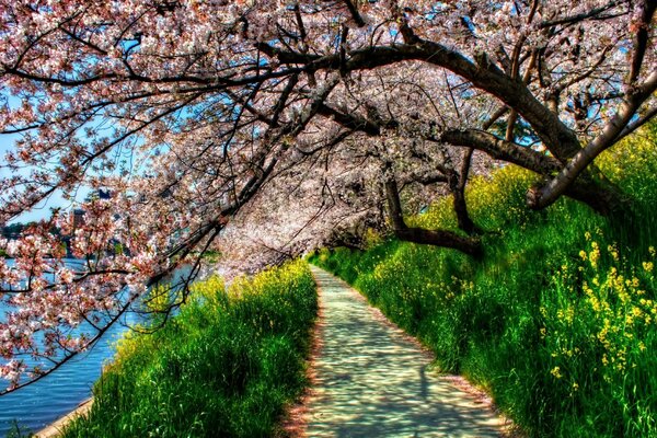 Fleurs de cerisier dans le parc