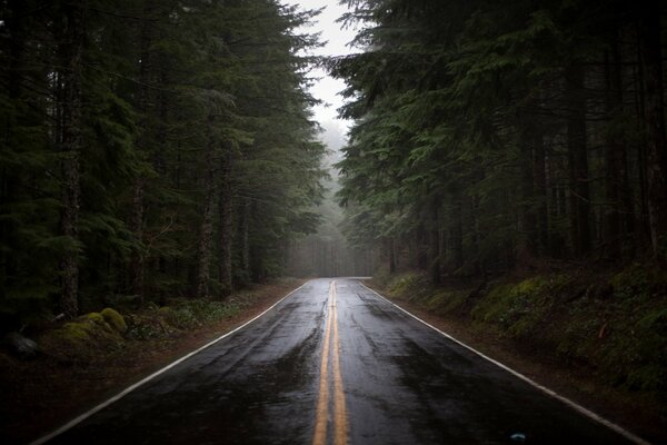 The road among the pine forest