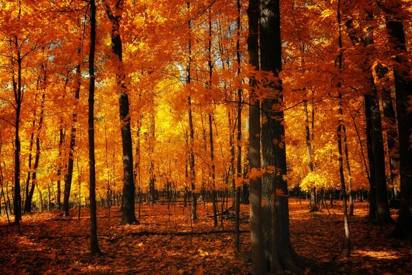 The forest is orange in autumn. Foliage