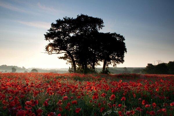 Champ de coquelicots écarlates tôt le matin