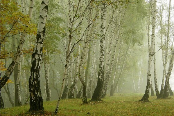 Misty birch forest. Nature in all its glory