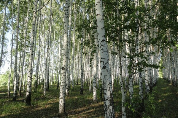 Spring birches in the forest