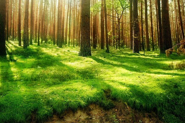 PINE FOREST, SUNLIGHT BREAKS THROUGH THE TREES