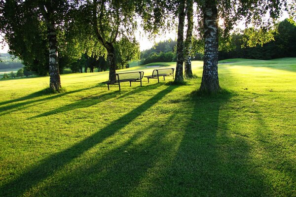 Солнечный день в парке со скамейками на газоне
