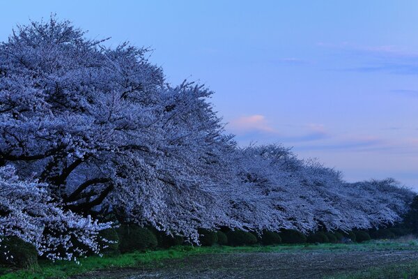 Sakura in Japan in a park with cherry blossoms