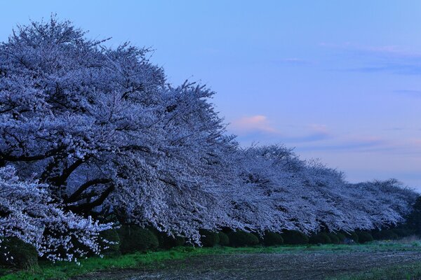 Sakura en Japón en un parque con flores de cerezo