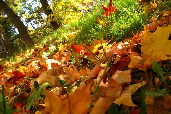 Foglie cadute dagli alberi in autunno