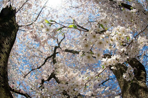 Blick von unten auf Kirschblüten und helle Sonne