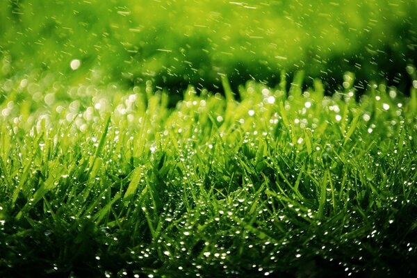 Grandes gotas en la hierba verde