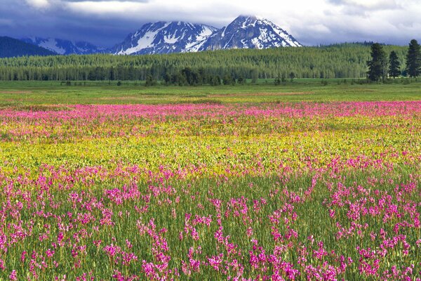 Champ avec des fleurs roses sur fond de montagnes enneigées